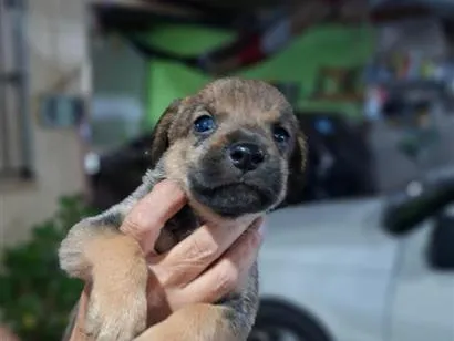 Cachorro raça SRD-ViraLata idade Abaixo de 2 meses nome Sem nome