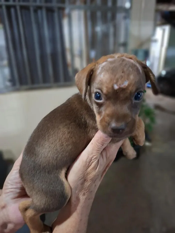 Cachorro raça SRD-ViraLata idade Abaixo de 2 meses nome Sem nome