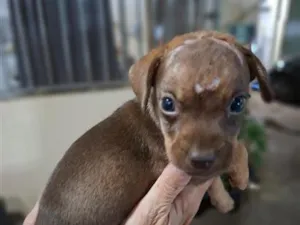 Cachorro raça SRD-ViraLata idade Abaixo de 2 meses nome Sem nome