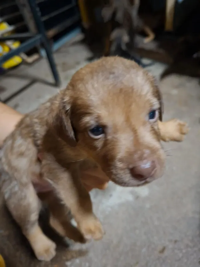 Cachorro raça SRD-ViraLata idade Abaixo de 2 meses nome Sem nome