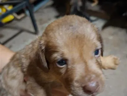 Cachorro raça SRD-ViraLata idade Abaixo de 2 meses nome Sem nome