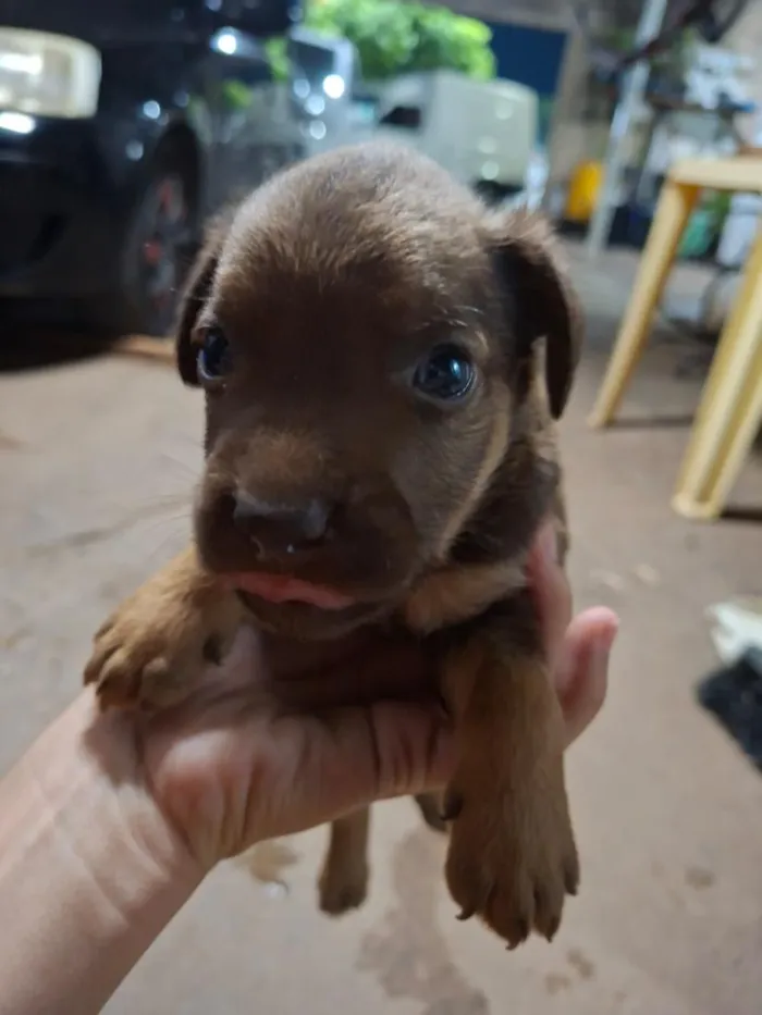 Cachorro raça SRD-ViraLata idade Abaixo de 2 meses nome Sem nome