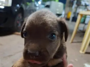 Cachorro raça SRD-ViraLata idade Abaixo de 2 meses nome Sem nome