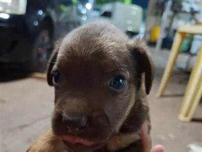Cachorro raça SRD-ViraLata idade Abaixo de 2 meses nome Sem nome