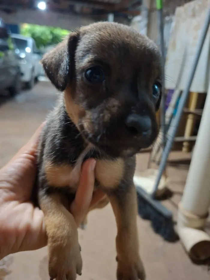 Cachorro raça SRD-ViraLata idade Abaixo de 2 meses nome Sem nome