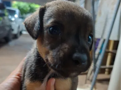 Cachorro raça SRD-ViraLata idade Abaixo de 2 meses nome Sem nome