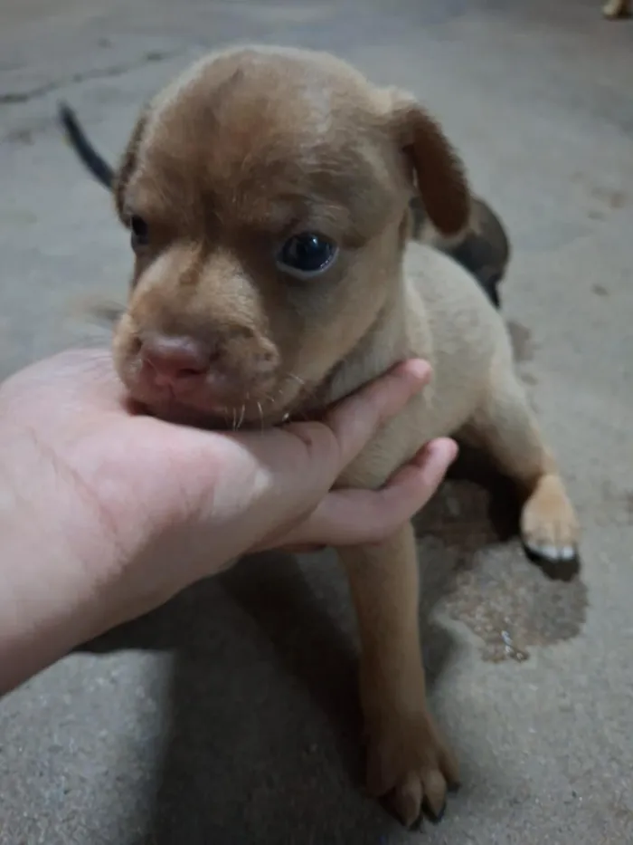 Cachorro raça SRD-ViraLata idade Abaixo de 2 meses nome Sem nome