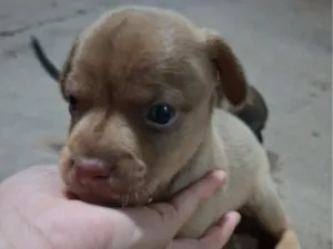 Cachorro raça SRD-ViraLata idade Abaixo de 2 meses nome Sem nome