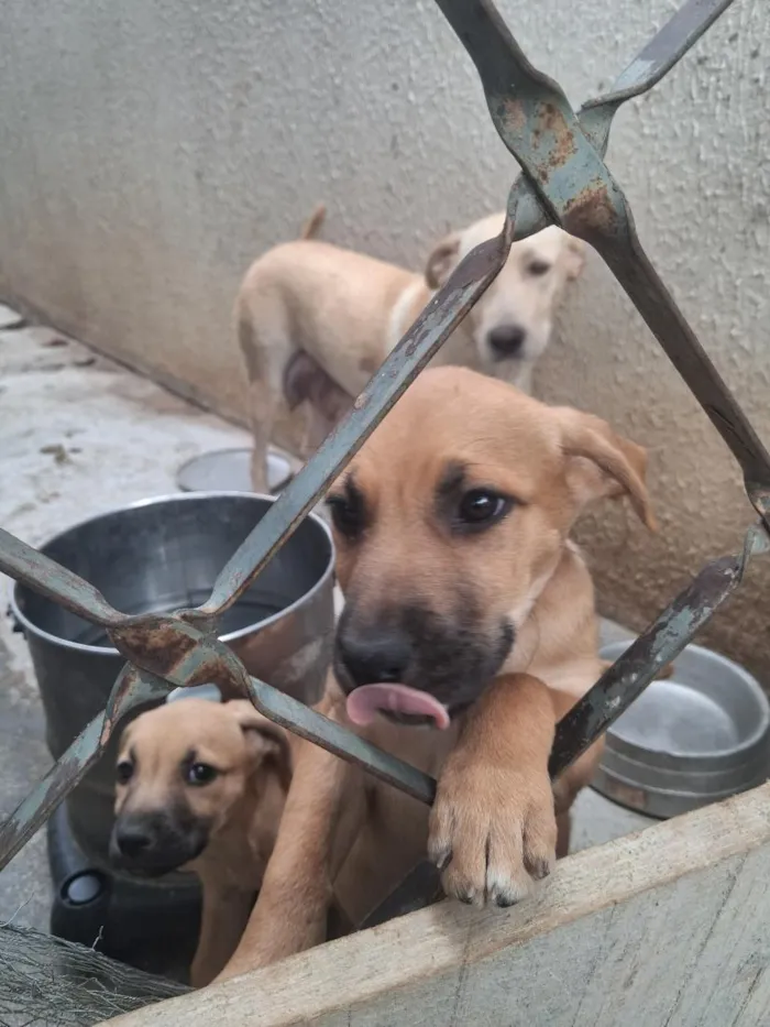 Cachorro raça SRD-ViraLata idade 2 a 6 meses nome Não tem ainda 