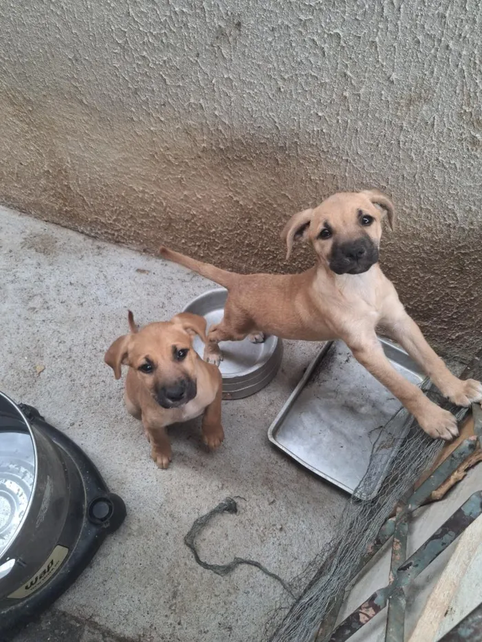 Cachorro raça SRD-ViraLata idade 2 a 6 meses nome Não tem ainda 