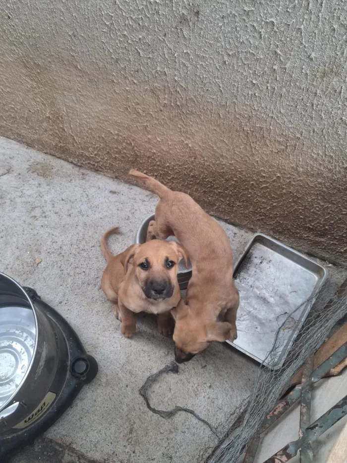 Cachorro raça SRD-ViraLata idade 2 a 6 meses nome Não tem ainda 
