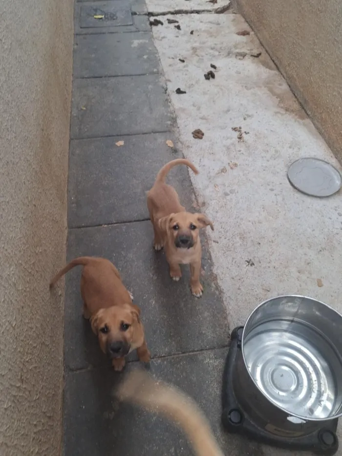 Cachorro raça SRD-ViraLata idade 2 a 6 meses nome Não tem ainda 