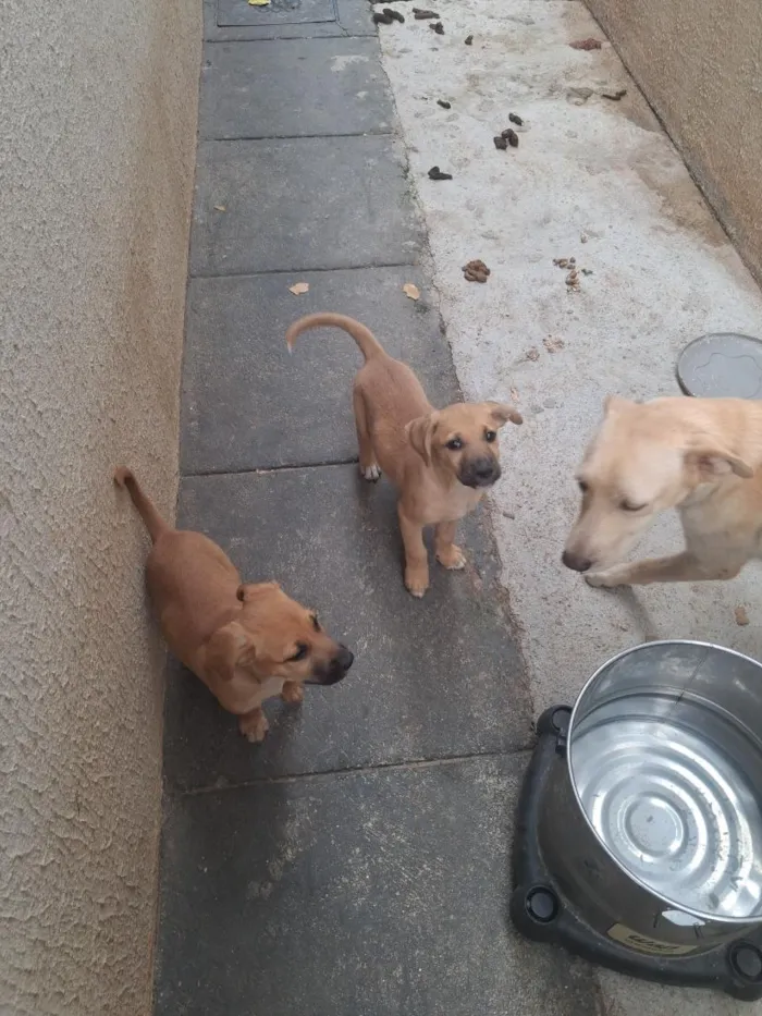 Cachorro raça SRD-ViraLata idade 2 a 6 meses nome Não tem ainda 