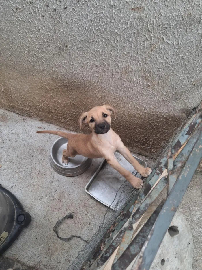 Cachorro raça SRD-ViraLata idade 2 a 6 meses nome Não tem ainda 