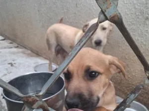 Cachorro raça SRD-ViraLata idade 2 a 6 meses nome Não tem ainda 