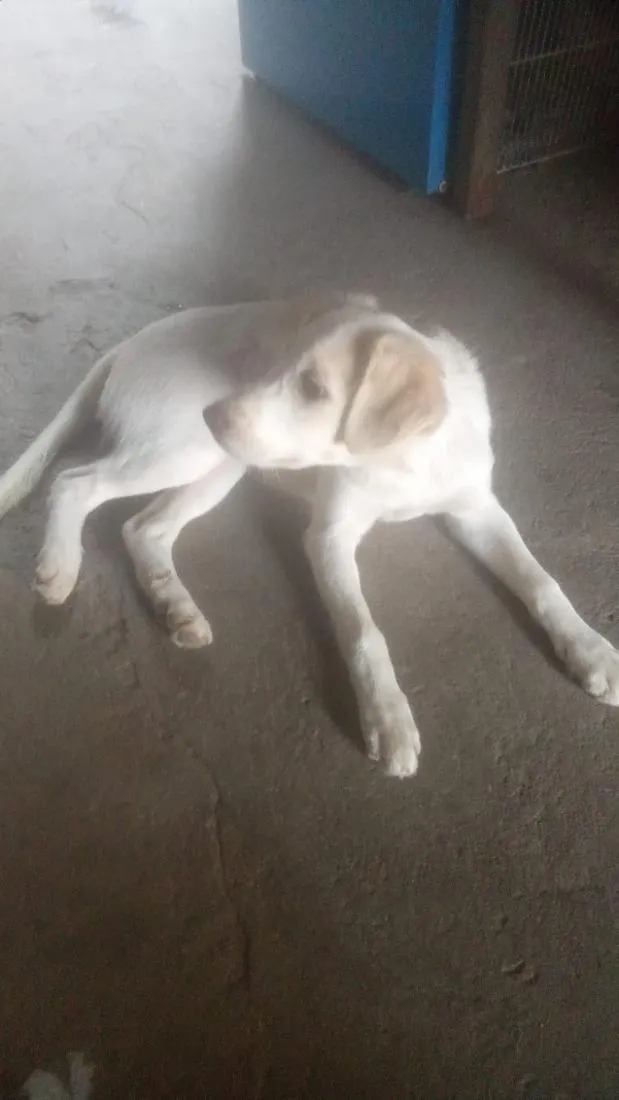 Cachorro raça SRD-ViraLata idade 2 a 6 meses nome Estrela