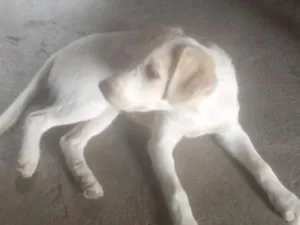 Cachorro raça SRD-ViraLata idade 2 a 6 meses nome Estrela