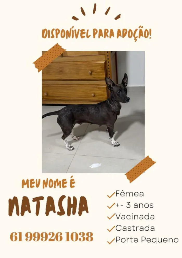 Cachorro raça SRD-ViraLata idade 2 anos nome Natasha