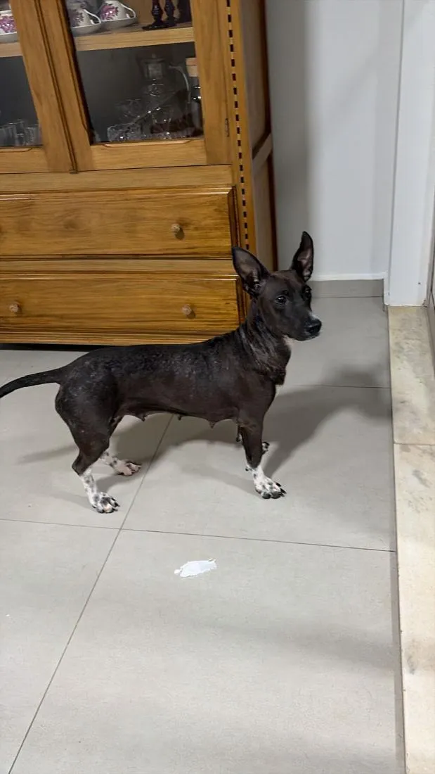 Cachorro raça SRD-ViraLata idade 2 anos nome Natasha