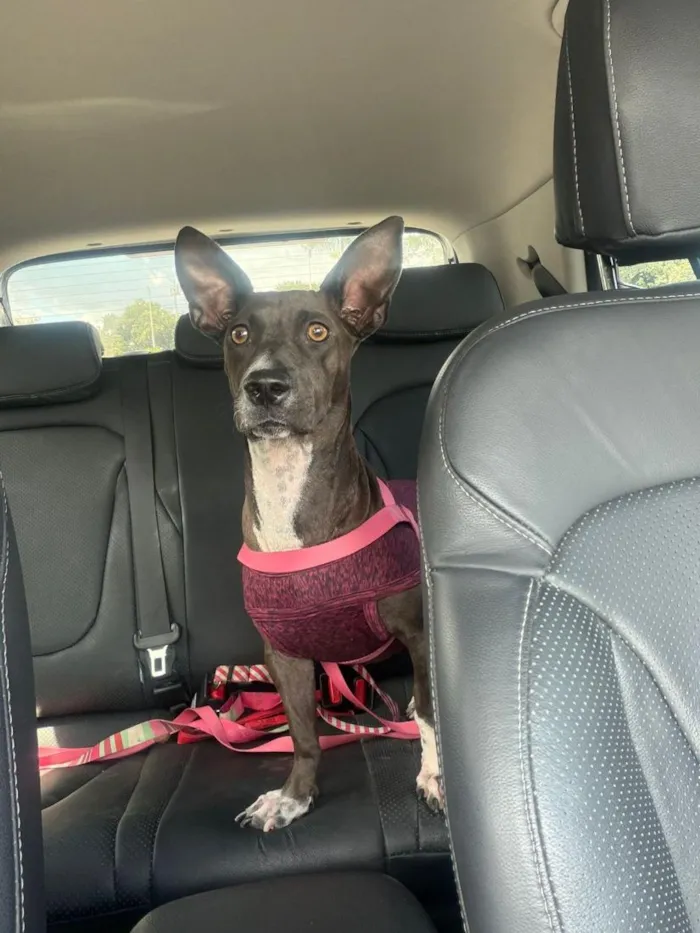 Cachorro raça SRD-ViraLata idade 2 anos nome Natasha