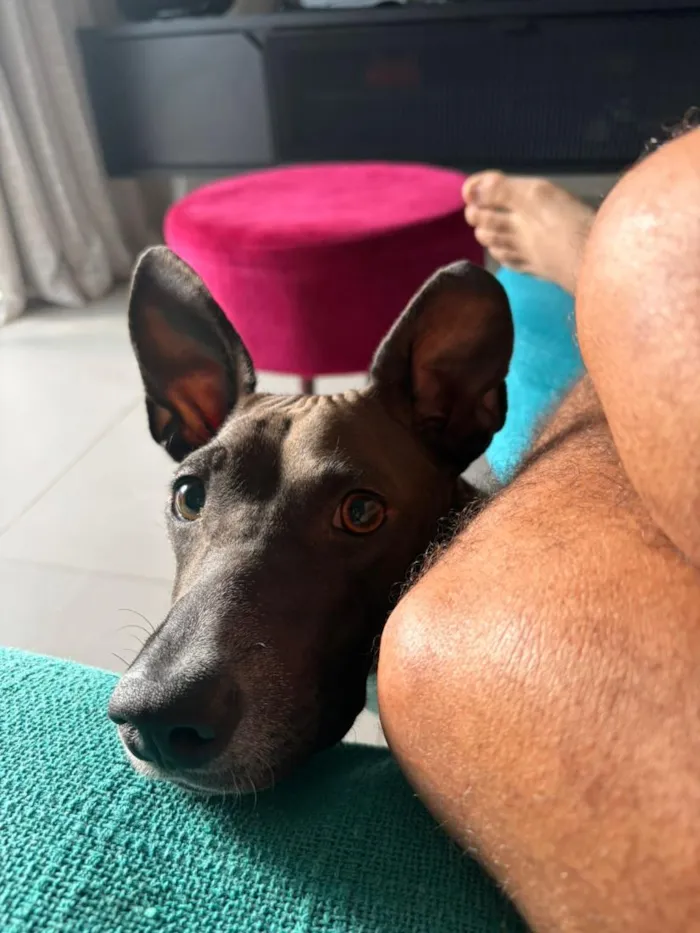 Cachorro raça SRD-ViraLata idade 2 anos nome Natasha