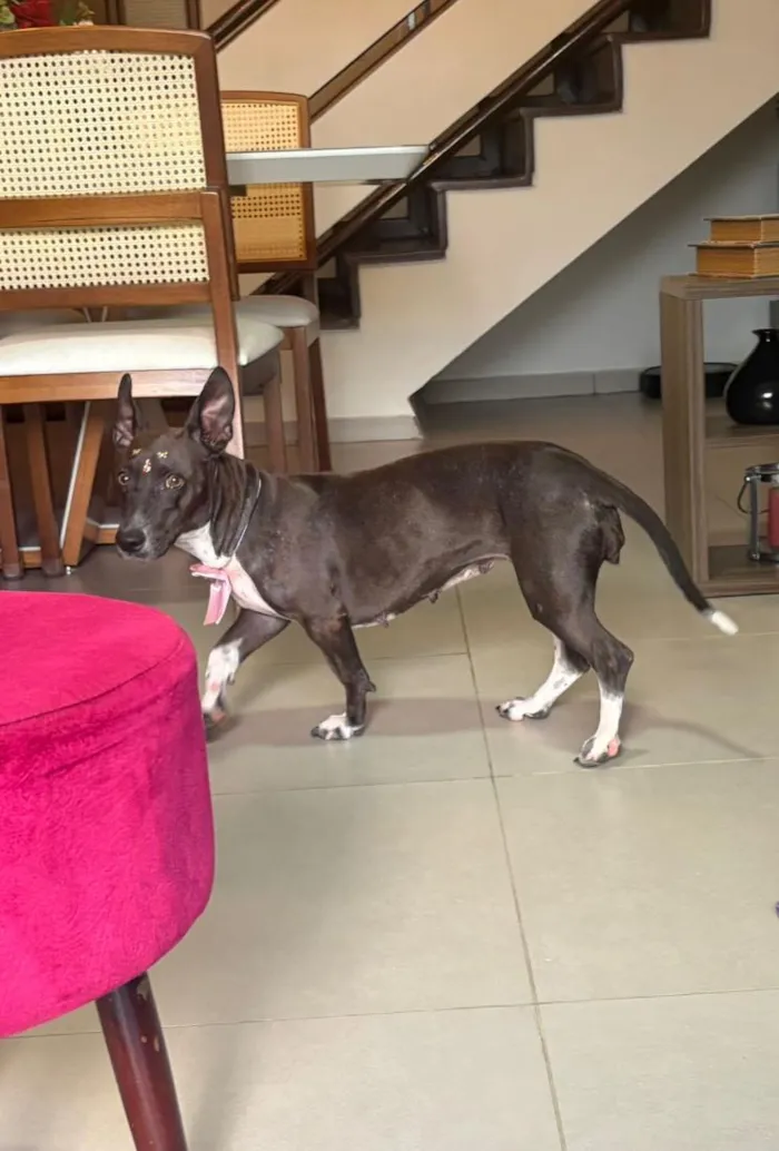 Cachorro raça SRD-ViraLata idade 2 anos nome Natasha