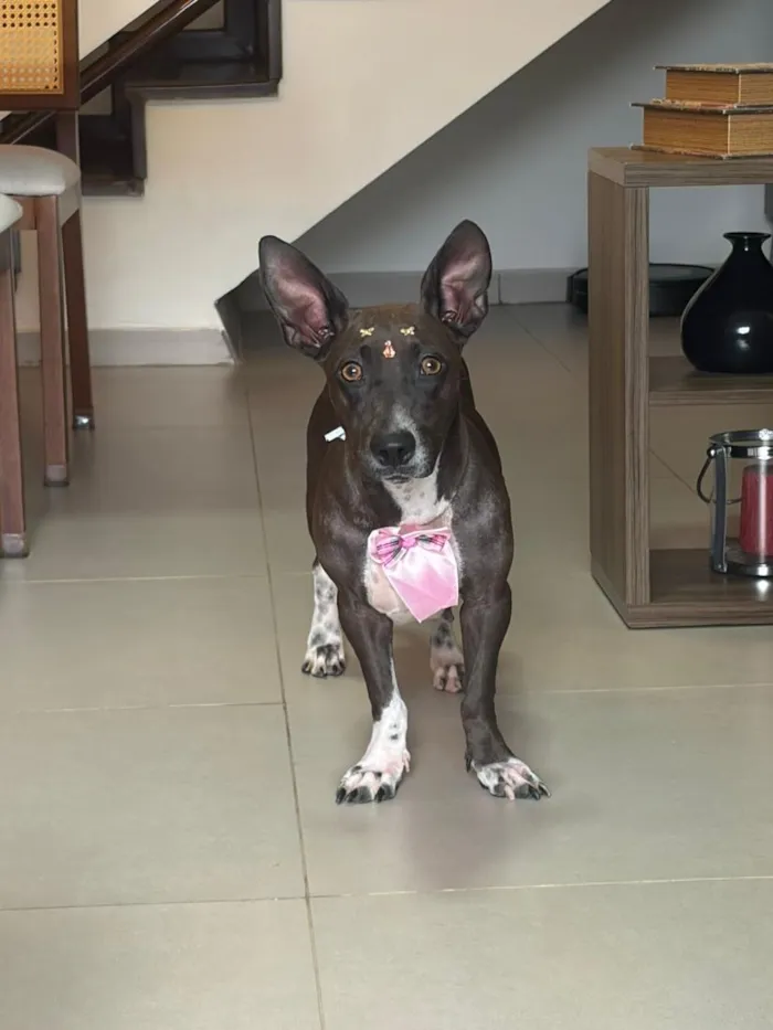 Cachorro raça SRD-ViraLata idade 2 anos nome Natasha