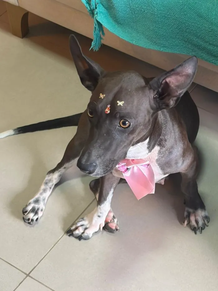 Cachorro raça SRD-ViraLata idade 2 anos nome Natasha