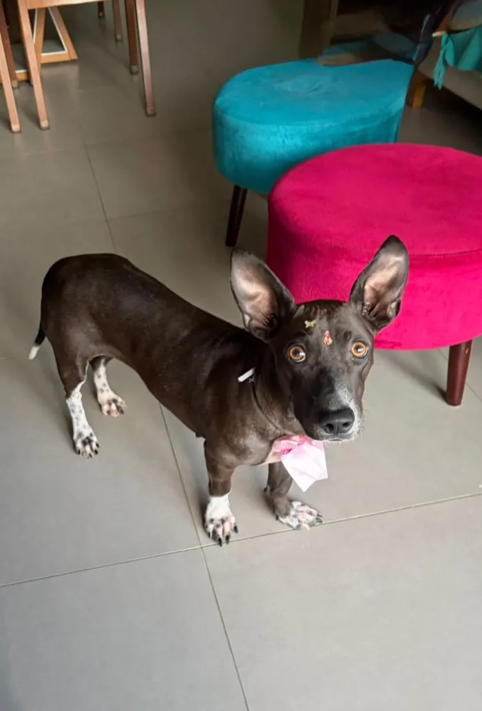 Cachorro raça SRD-ViraLata idade 2 anos nome Natasha