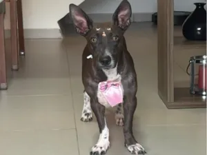 Cachorro raça SRD-ViraLata idade 2 anos nome Natasha
