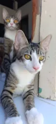 Gustavo 