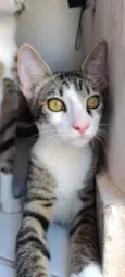Gustavo 