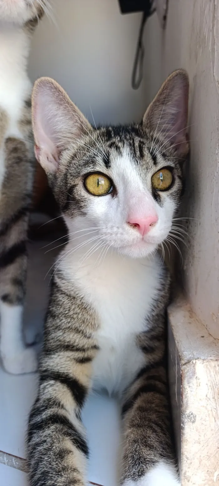 Gato raça SRD-ViraLata idade 2 a 6 meses nome Gustavo 