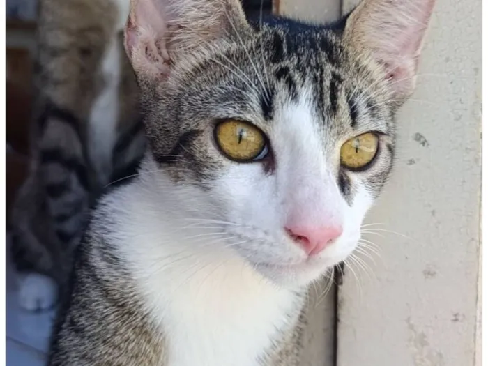 Gato raça SRD-ViraLata idade 2 a 6 meses nome Gustavo 