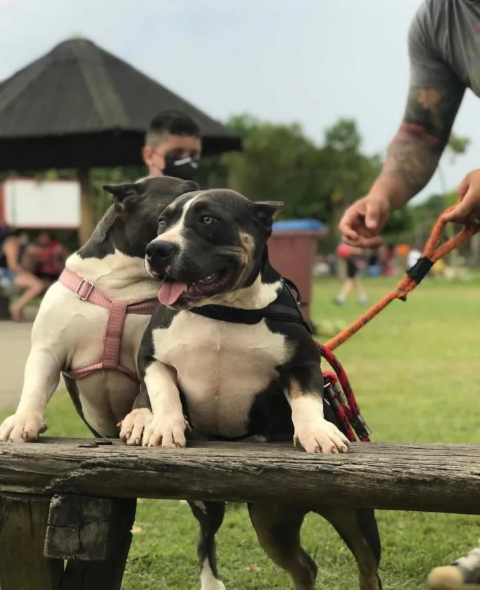 Cachorro raça Pit-Bull idade 3 anos nome Charlie