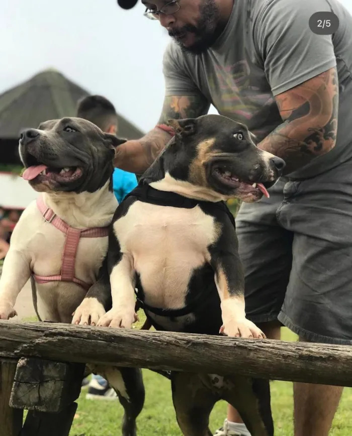 Cachorro raça Pit-Bull idade 3 anos nome Charlie