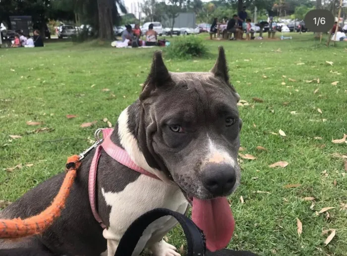 Cachorro raça Pit-Bull idade 3 anos nome Charlie