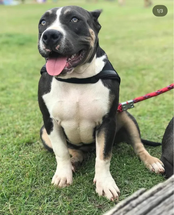 Cachorro raça Pit-Bull idade 3 anos nome Charlie