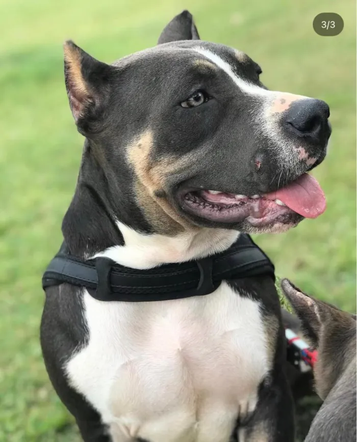 Cachorro raça Pit-Bull idade 3 anos nome Charlie