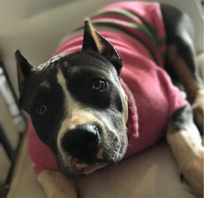 Cachorro raça Pit-Bull idade 3 anos nome Charlie