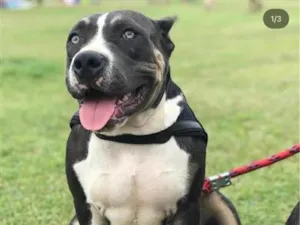 Cachorro raça Pit-Bull idade 3 anos nome Charlie