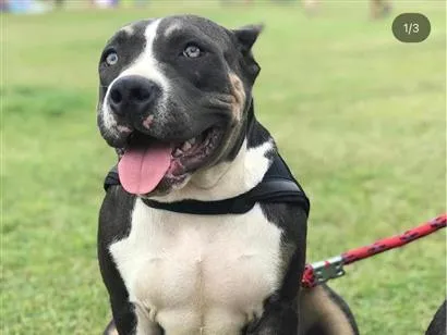 Cachorro raça  idade 3 anos nome American Bully - Charlie (não é um pitbull)