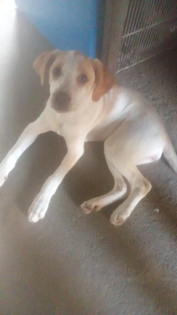 Cachorro raça SRD-ViraLata idade 2 a 6 meses nome Luna