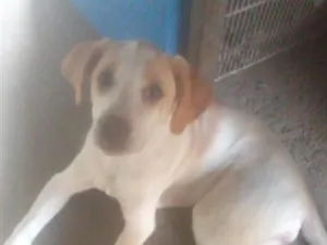 Cachorro raça SRD-ViraLata idade 2 a 6 meses nome Luna