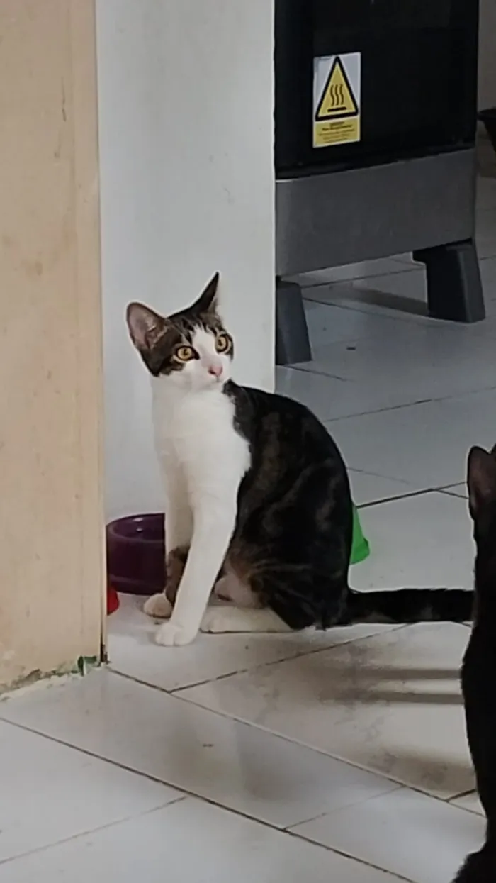Gato raça SRD-ViraLata idade 2 a 6 meses nome Pérola 