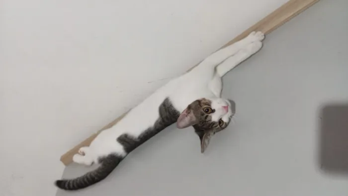 Gato raça SRD-ViraLata idade 2 a 6 meses nome Zé Felipe 