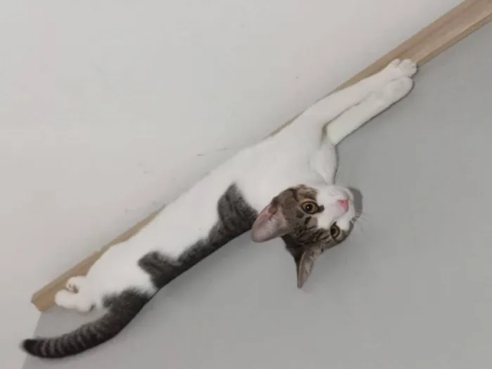 Gato raça SRD-ViraLata idade 2 a 6 meses nome Zé Felipe 