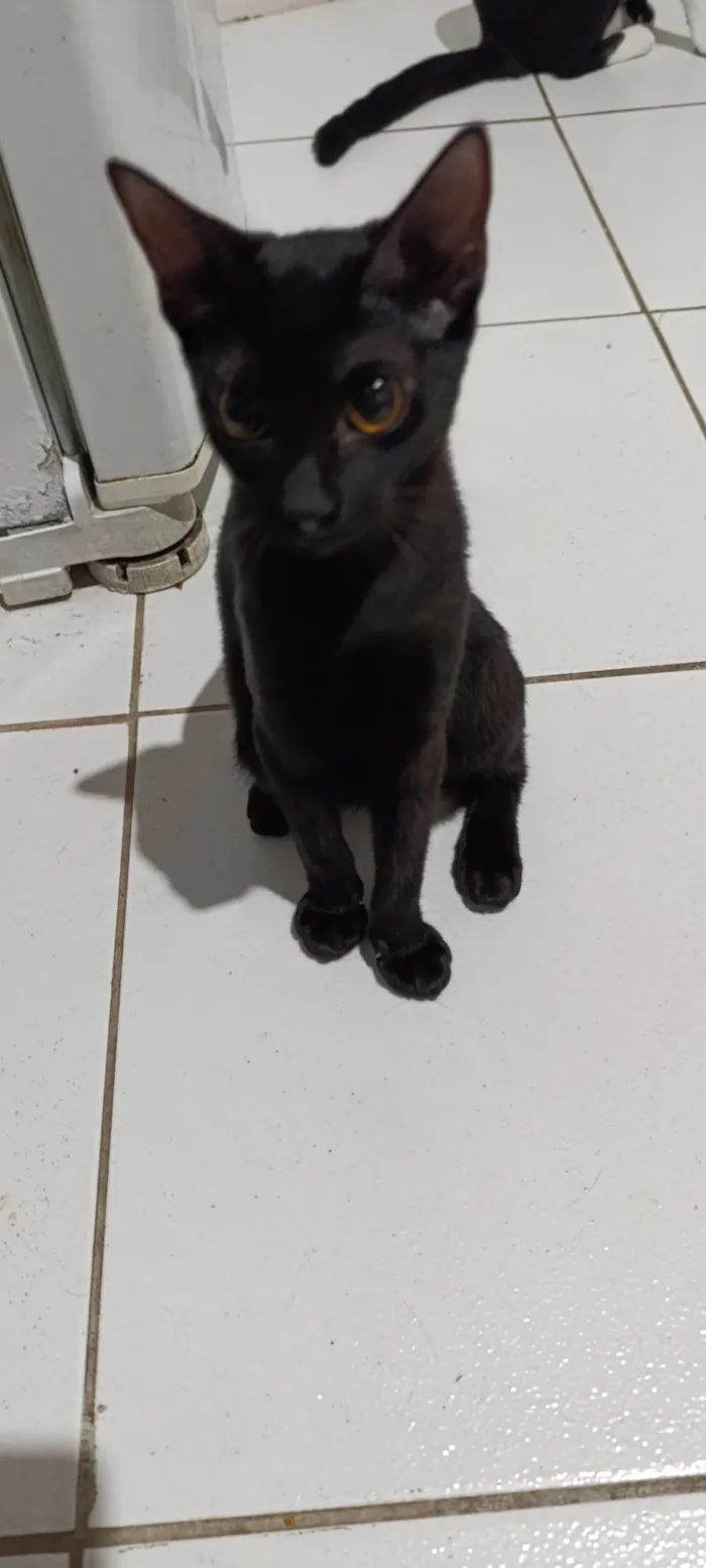Gato raça SRD-ViraLata idade 2 a 6 meses nome luna