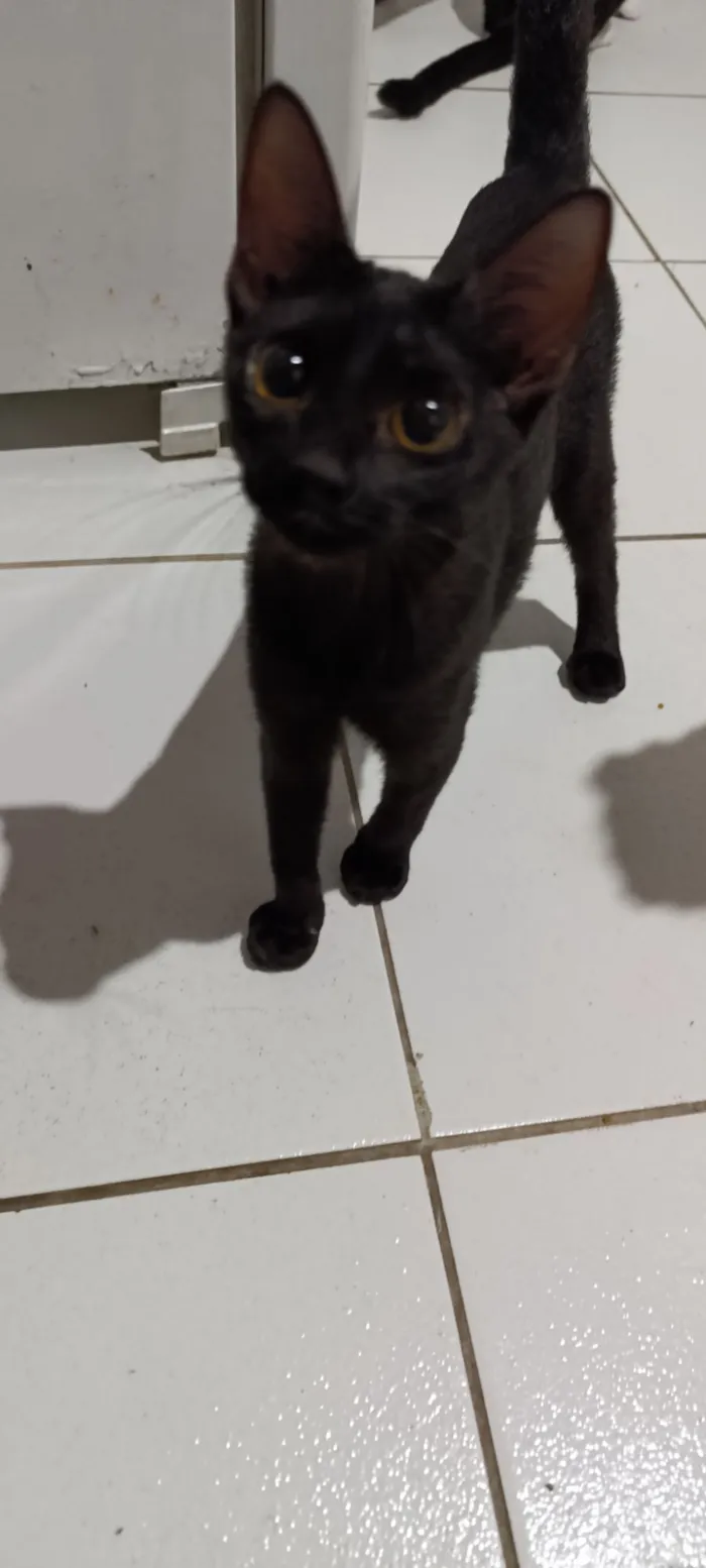 Gato raça SRD-ViraLata idade 2 a 6 meses nome luna