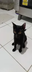 bagheera 